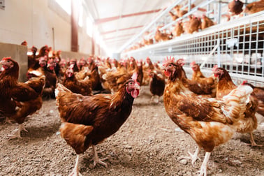 A large flock of brown chickens in a barn.