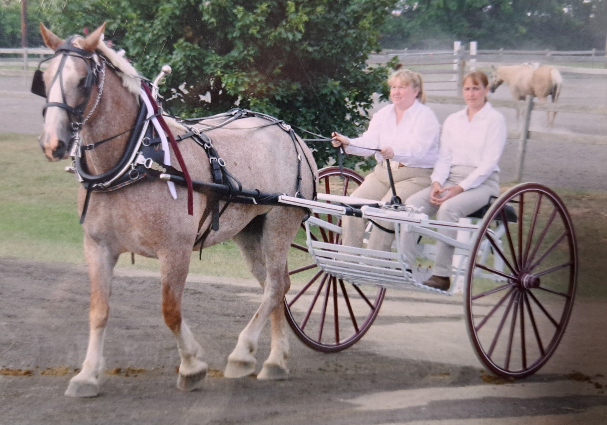 Two women sit in an open carriage with a large show horse pulling.